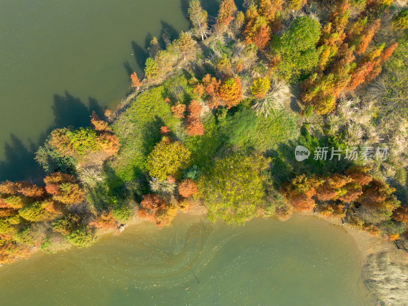 福州多彩树林沿水域分布的自然风景航拍