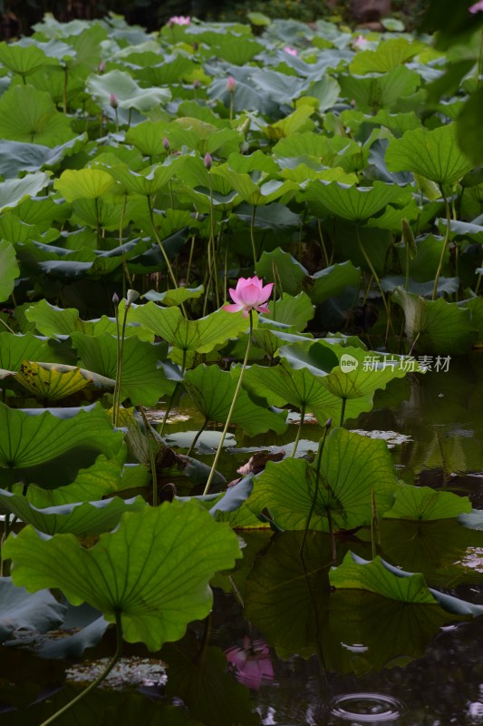 广东东莞：清溪公园荷花盛开