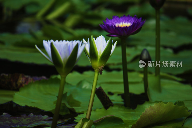 自然睡莲特写