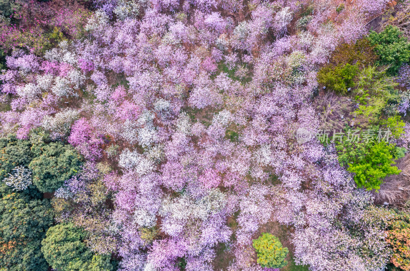 广州大夫山森林公园紫荆花海航拍全景风光