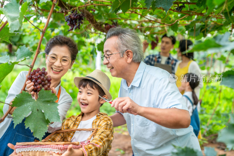 全家人在果园采摘葡萄