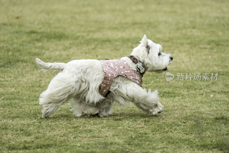 草地上奔跑的白色小狗宠物狗西高地白猎犬