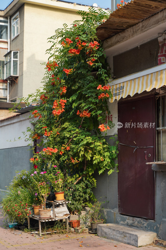 老城区红色大门口的凌霄花