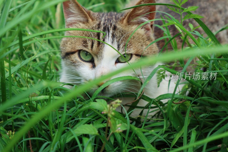 草丛里的小猫