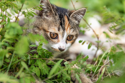 小猫咪、狸花猫、宠物猫