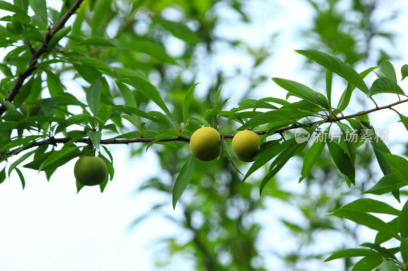 树上成熟的新鲜李子果实