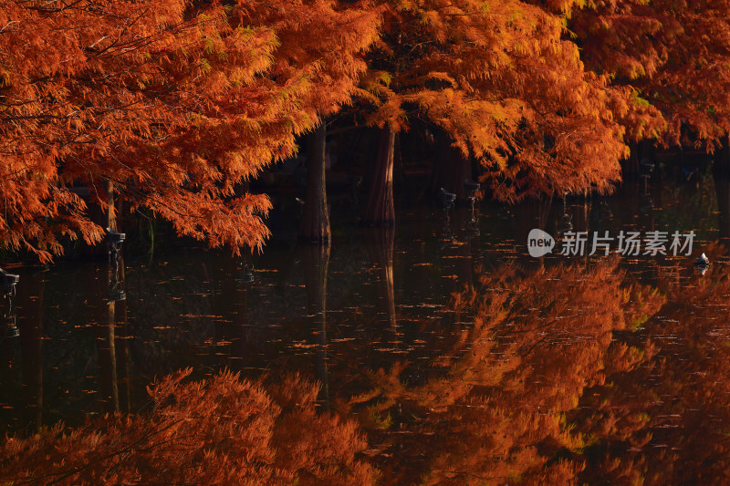 秋季红色水上森林