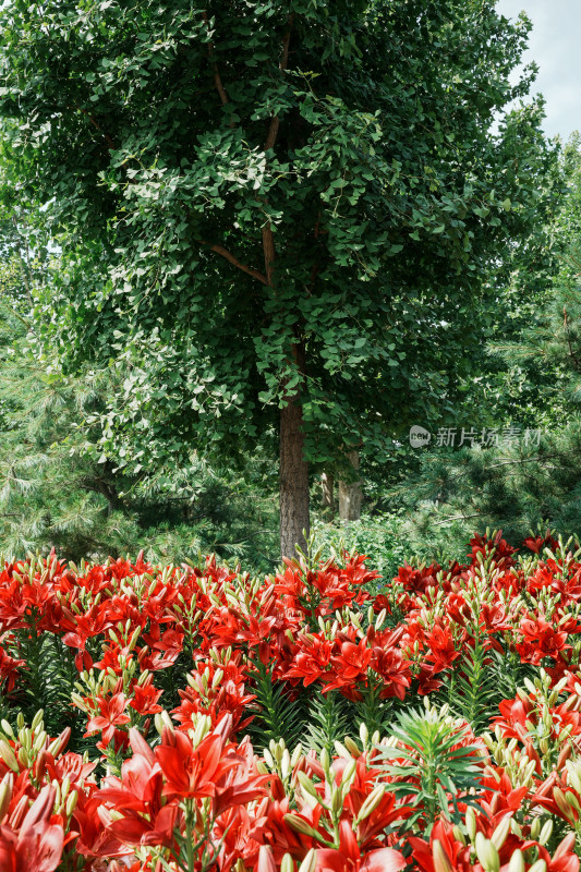 北京花乡公园百合花