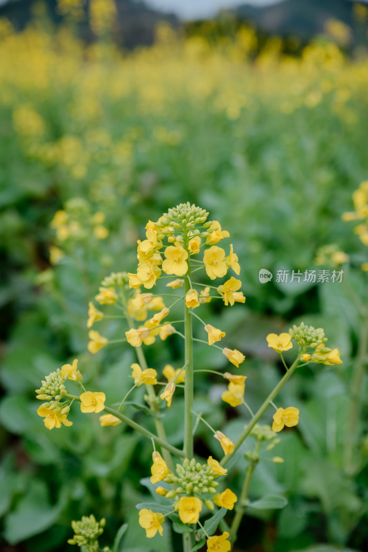 户外油菜花田中的一朵黄色油菜花特写