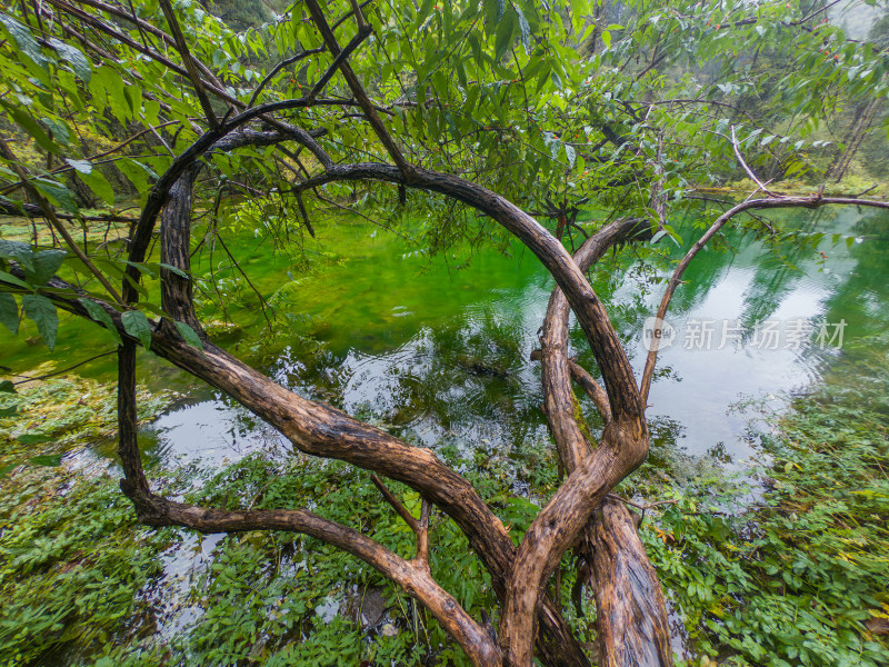 静谧的森林与湖景