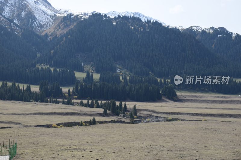 伊犁  河谷  新疆  草原  秋景  自然