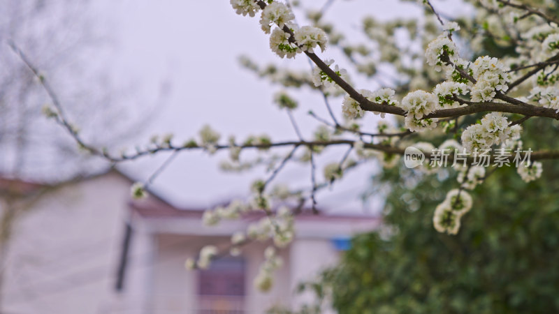 盛开的梨花特写