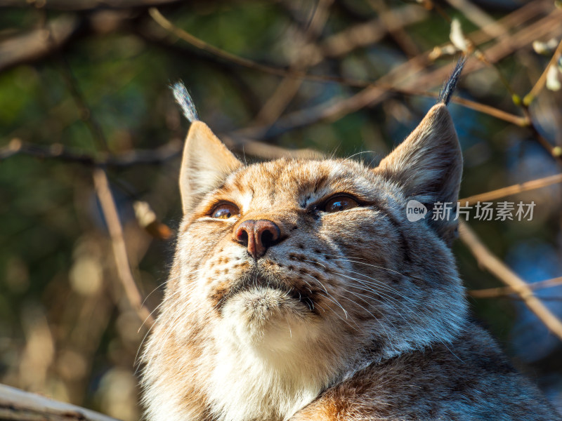 欧亚猞猁大头照