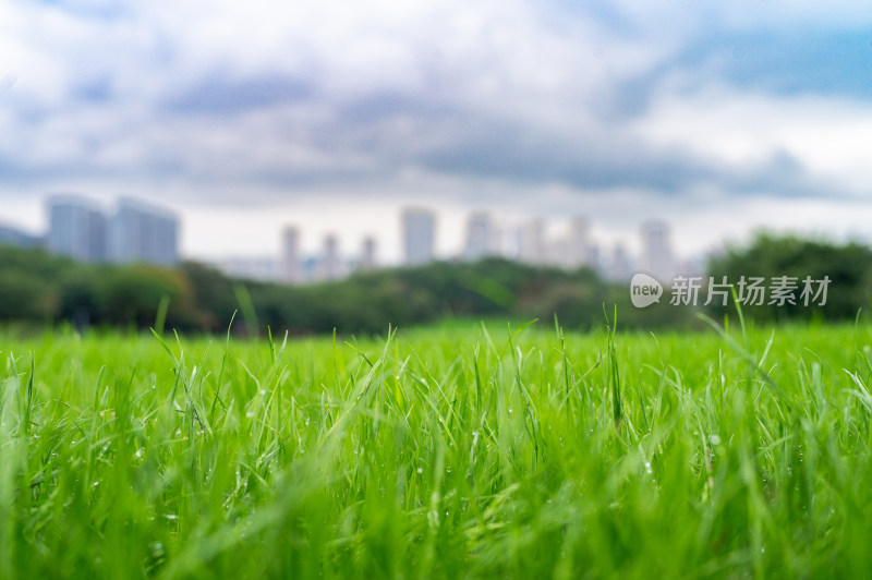 草坪上晶莹剔透的露珠与远处的城市景观