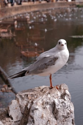 岩石上站立的海鸥