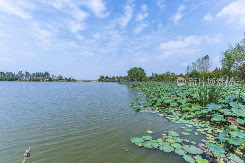 武汉江夏区汤逊湖壹号湿地公园风景