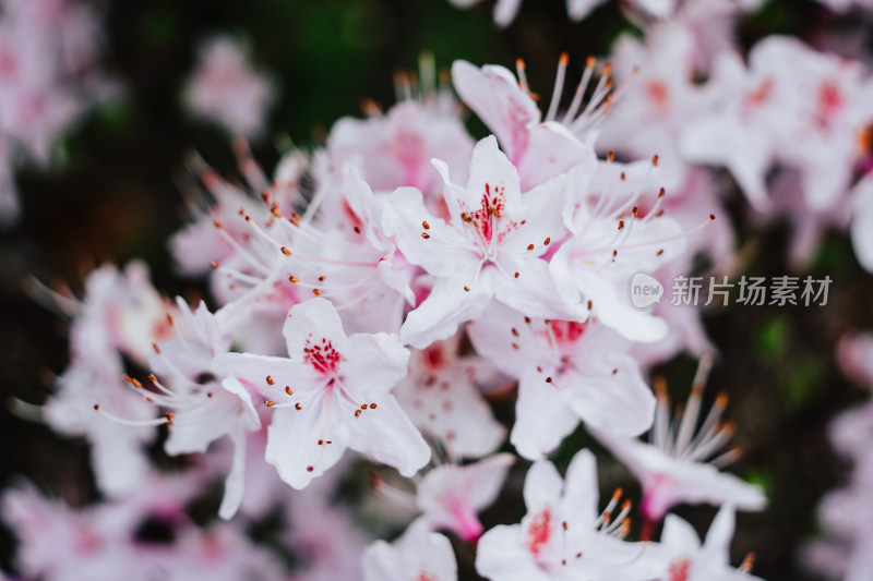 丽江玉龙雪山野生杜鹃花