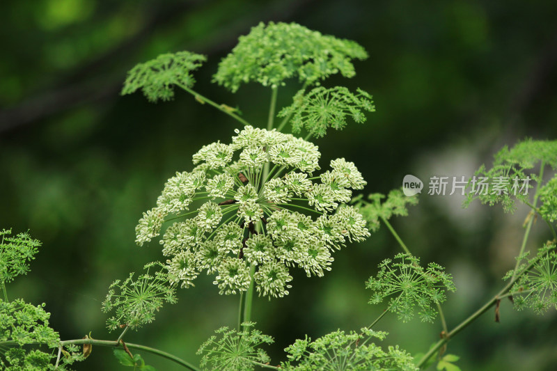 野生川白芷的花朵