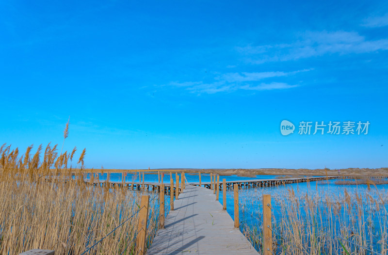 内蒙古额济纳旗居延海景区湖泊芦苇木栈道