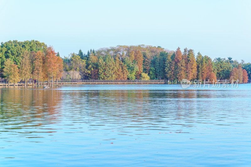 广州海珠湖公园落羽杉树林红叶秋景