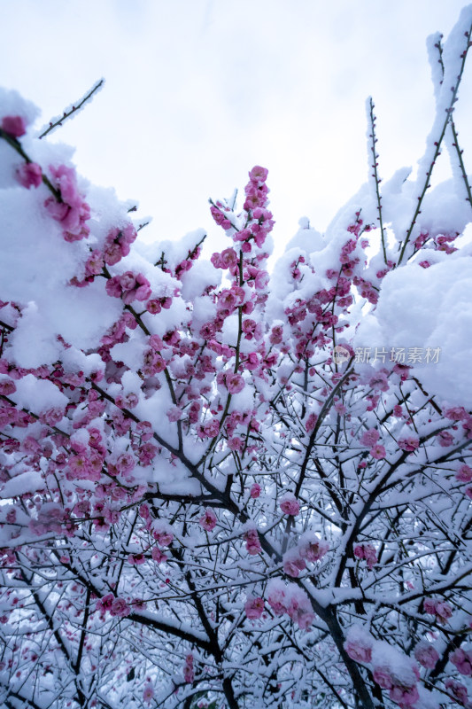 雪后的梅花很美