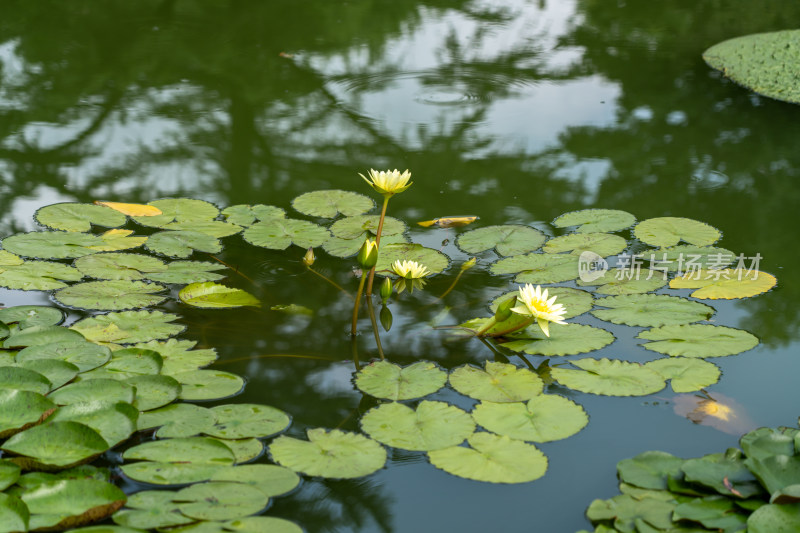 植物园睡莲特写