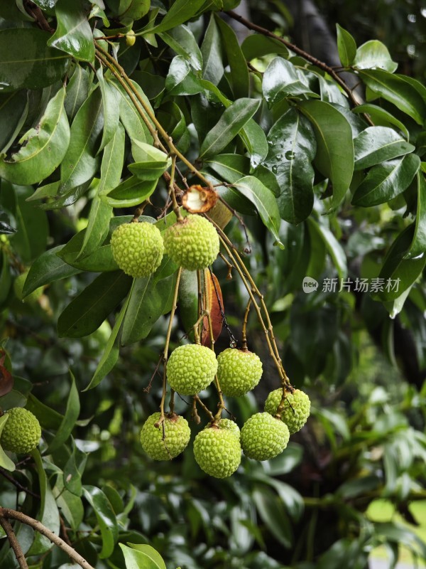 枝头未成熟的绿色荔枝果实