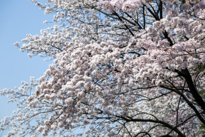 春天晴空下的白色樱花枝头绽放