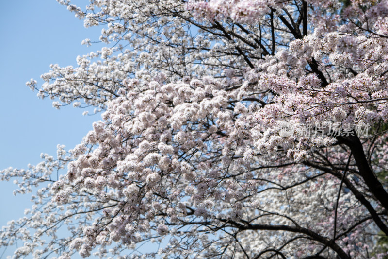 春天晴空下的白色樱花枝头绽放