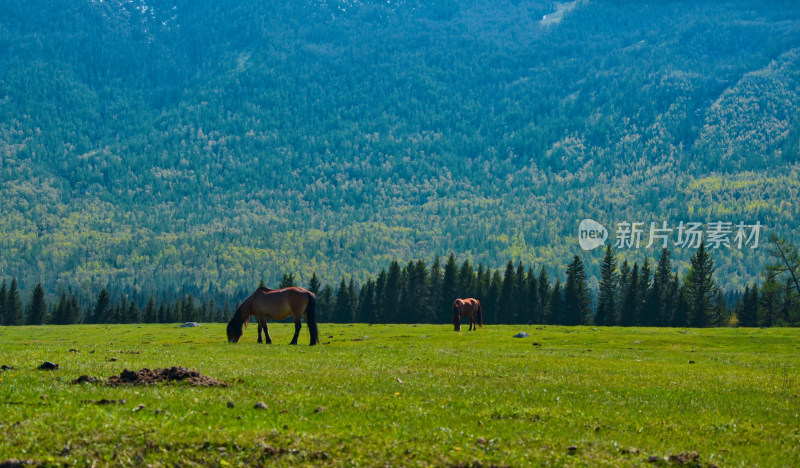 新疆阿勒泰喀纳斯森林草原牧场马匹