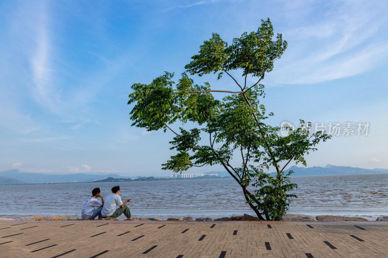 海边一棵树下休息的两个人