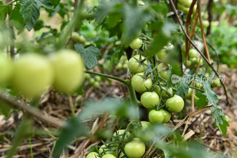 普罗旺斯番茄种植