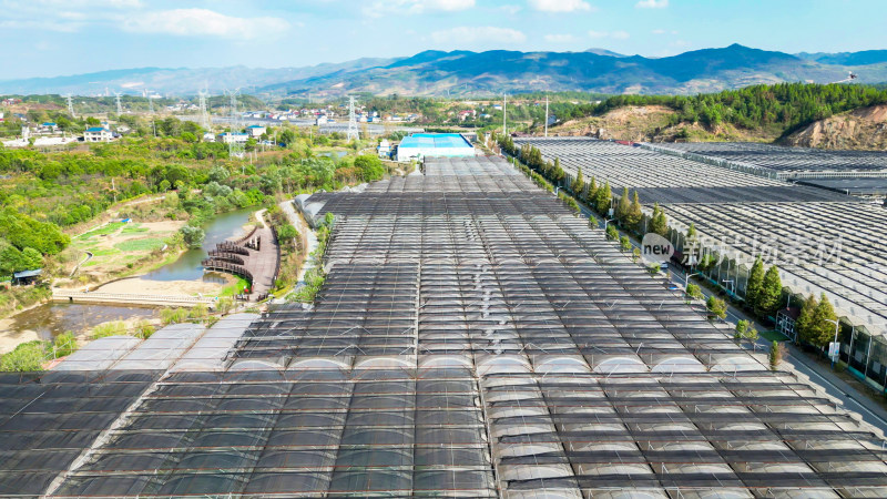 现代农业大棚种植基地航拍