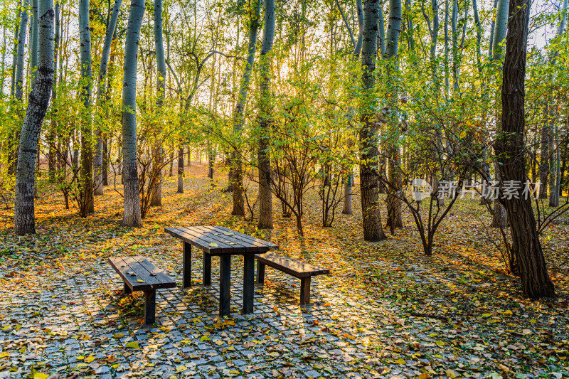 秋天树林木桌木椅上的落叶夕阳光束光影
