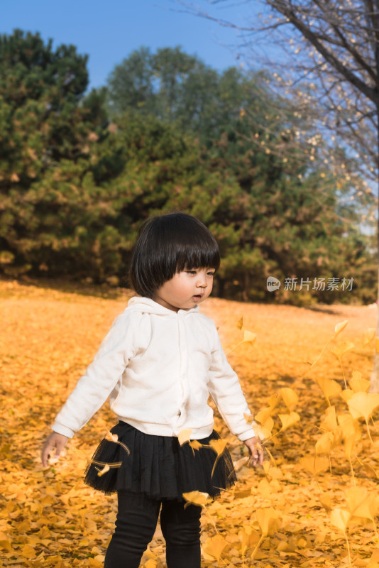 深秋在公园落满黄叶的草地上玩耍的女孩