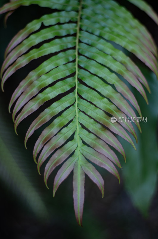 蕨类植物