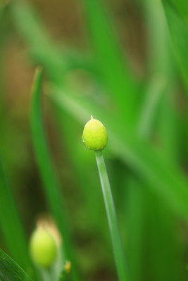 户外生长的湿花蕾特写