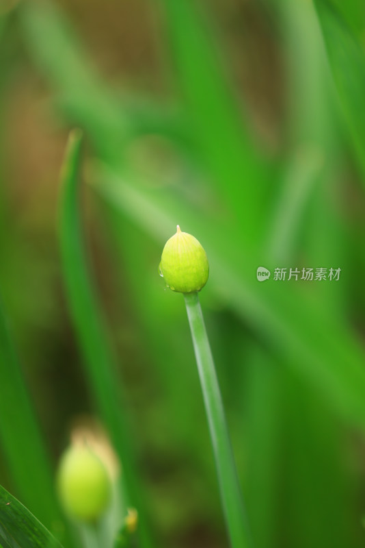 户外生长的湿花蕾特写