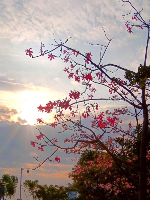 夕阳下开着红花的树枝自然美景