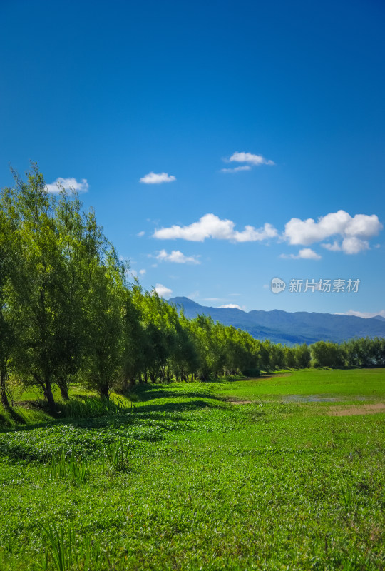 丽江拉市海湿地蓝天白云青山绿水自然风景