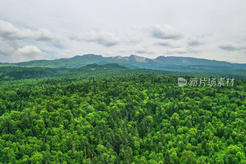 长白山高山花园风光