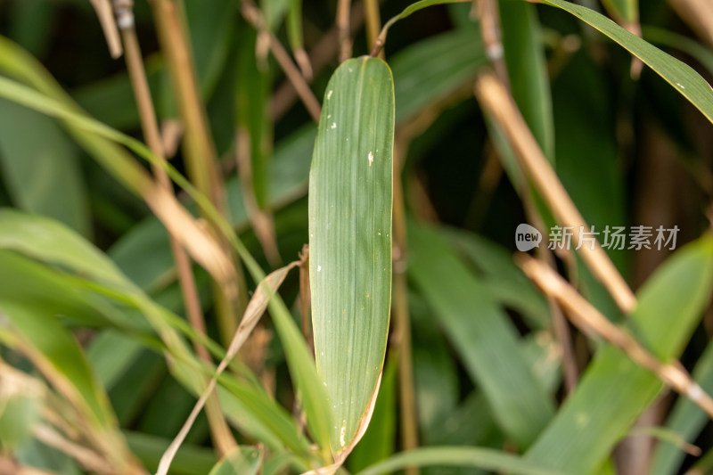 翠绿竹叶特写展示植物叶片纹理细节