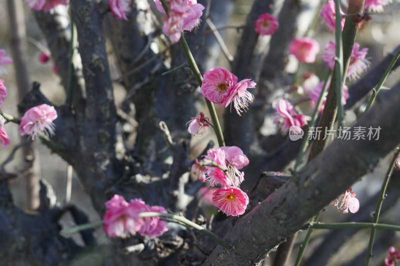 梅花 腊梅 红梅花