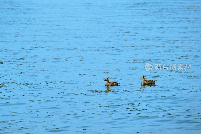 杭州西湖中的水鸭子特写