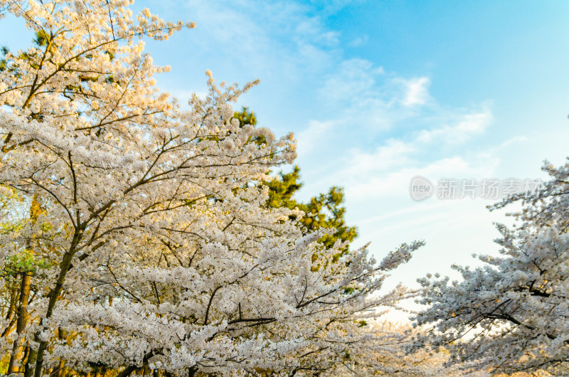 青岛中山公园盛开的樱花盛开