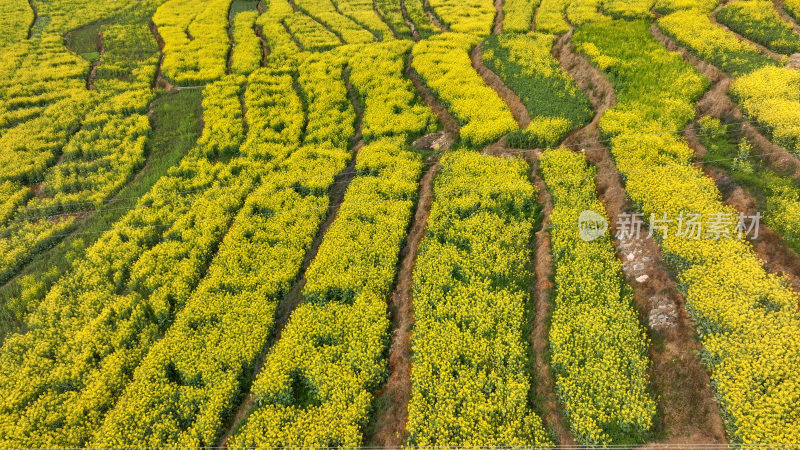 油菜花绘就田园美景