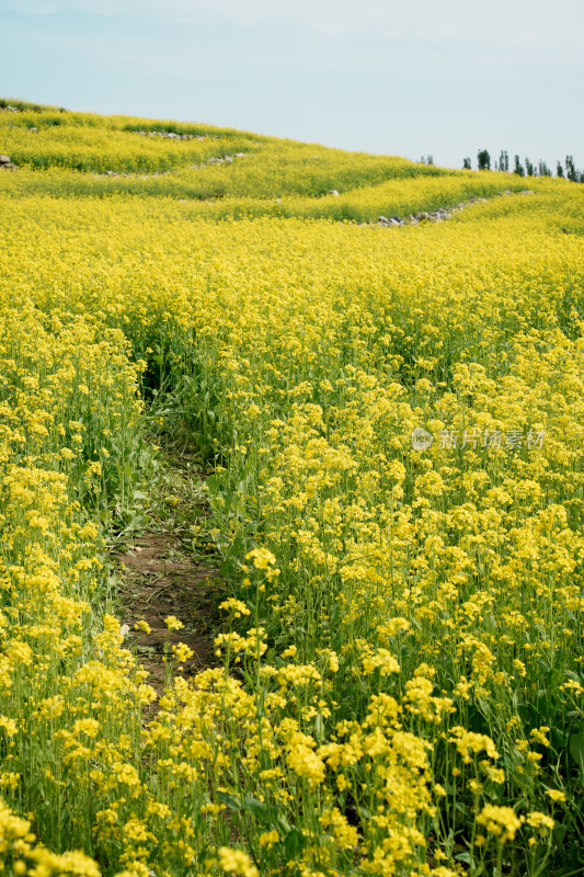 北京温榆河公园油菜花田