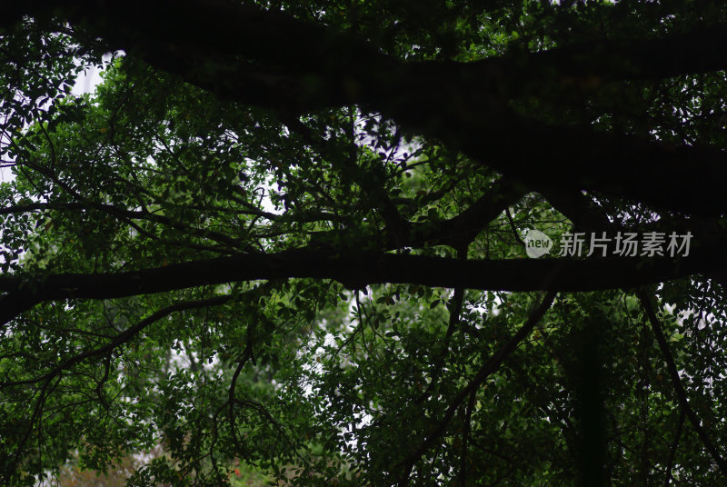 繁茂绿树树冠仰视景象