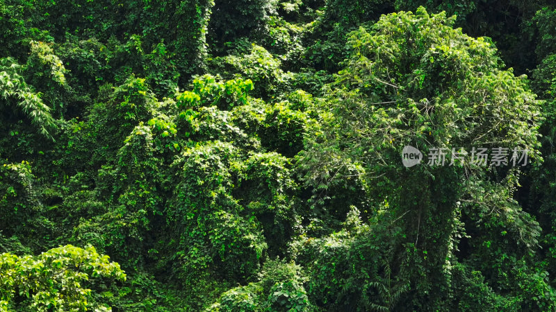 中科院西双版纳热带植物园