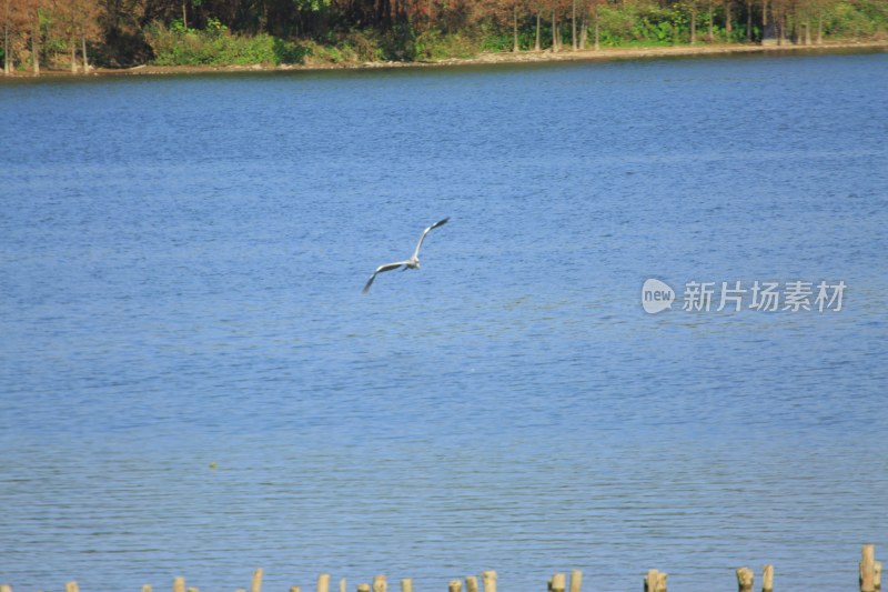 飞鸟掠过蓝色湖面